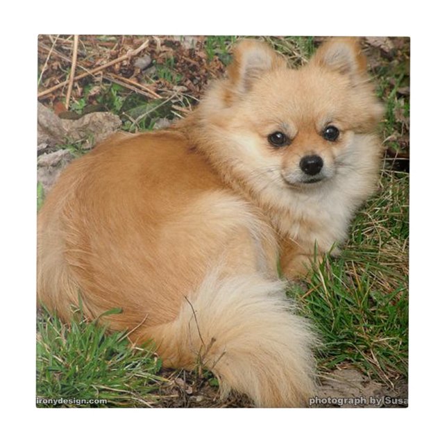 Cão de Kleinspitz do alemão (Frente)