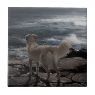 Cão de mar