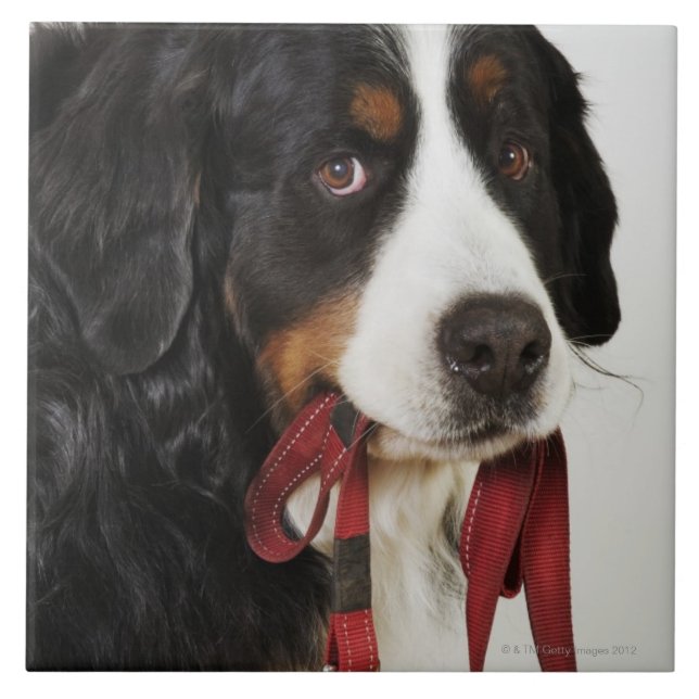 Cão de montanha de Bernese (Berner Sennenhund) com (Frente)