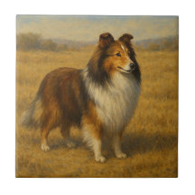 Cão de Pastoreio de Shetland