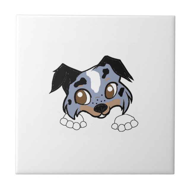 Cão de Pastoreio Shetland Blue Merle Tri Peeking C (Frente)