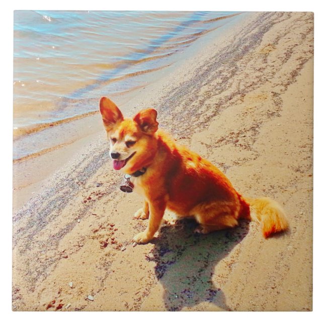 Cão de Pomchi! (Frente)