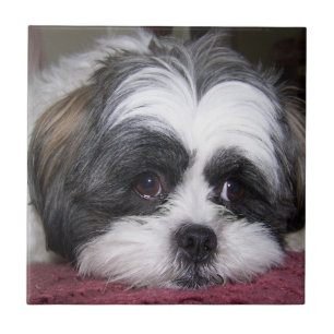 Cão de Shih Tzu