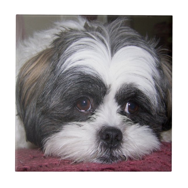 Cão de Shih Tzu (Frente)