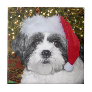 Cão de Shih Tzu do Natal
