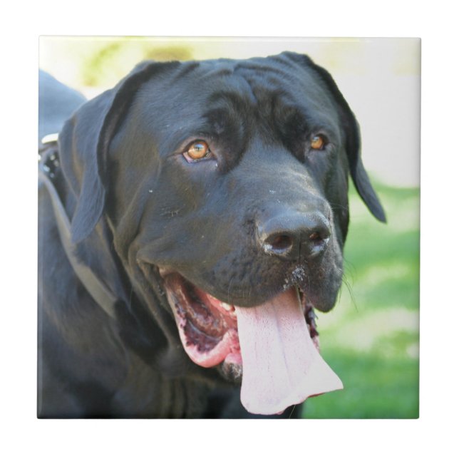 Cão de Tosa Inu (Frente)