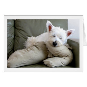 Cão de Westie cartão vazio tão confortável e