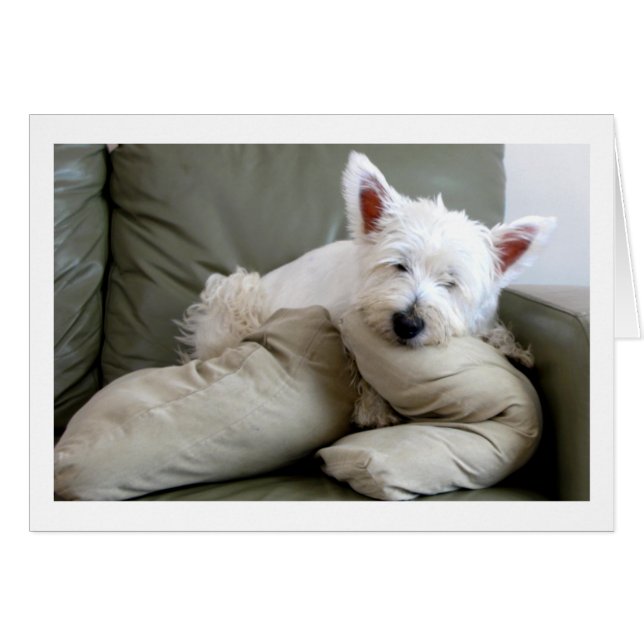 Cão de Westie cartão vazio tão confortável e (Frente Horizontal)