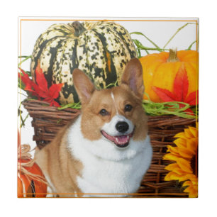 Cão do Corgi do Dia das Bruxas Galês