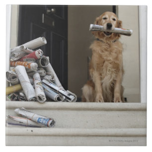 Cão do golden retriever que senta-se na porta da