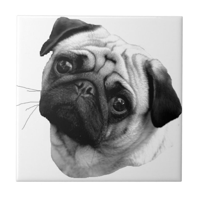 Cão do Pug (Frente)