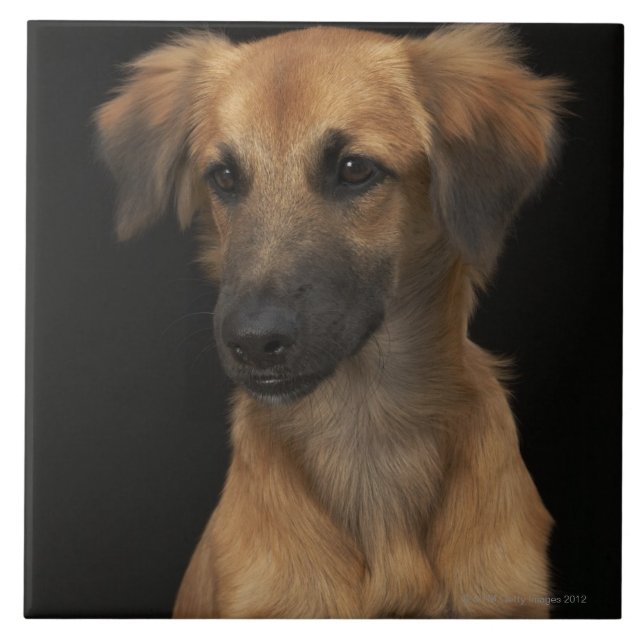 Cão do resuce de Brown com o nariz preto no preto (Frente)