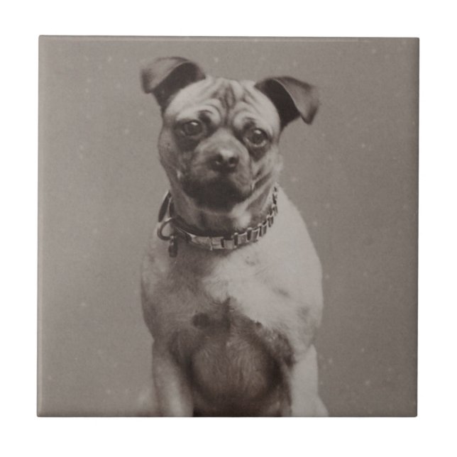 Cão do vintage (Frente)