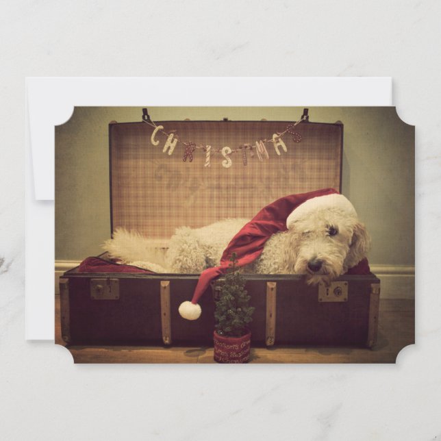 Cão dormindo na mala (Frente)