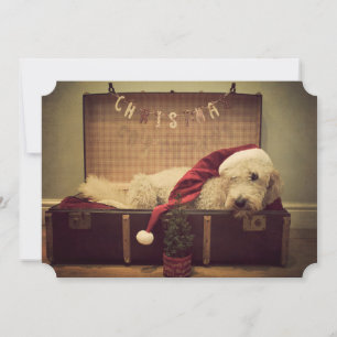 Cão dormindo na mala