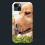 Cão e pintinho<br><div class="desc">Persiga segue seus instintos maternais e nuzzles um pintinho. Foto submetida por um leitor do país. O compartimento do país comemora a beleza excitante, pessoas de contrato, resistindo valores e estilo de vida espiritual rewarding do campo americano. Nossos leitores entusiásticos contribuem quase três quartos do índice de cada compartimento, compartilhando...</div>