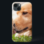 Cão e pintinho<br><div class="desc">Persiga segue seus instintos maternais e nuzzles um pintinho. Foto submetida por um leitor do país. O compartimento do país comemora a beleza excitante, pessoas de contrato, resistindo valores e estilo de vida espiritual rewarding do campo americano. Nossos leitores entusiásticos contribuem quase três quartos do índice de cada compartimento, compartilhando...</div>
