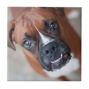 Cão engraçado do pugilista