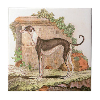 Cão - galgo