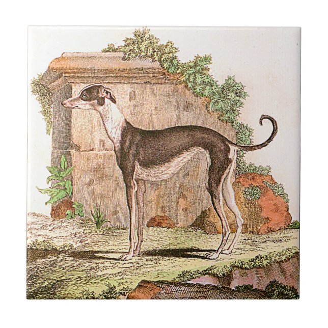 Cão - galgo (Frente)