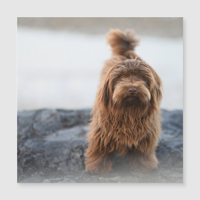 Cão-Havanês, Animal, Canino (Frente)