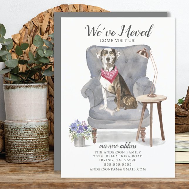 Cão-Leopardo Catahoula | Anúncio de mudança (Criador carregado)