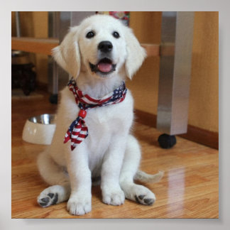 cão mais fofo do mundo poster