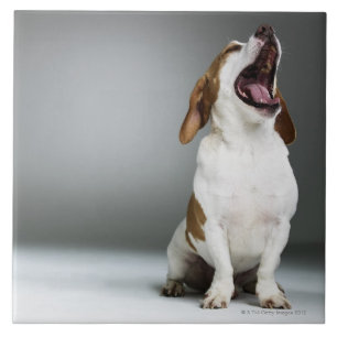 Cão misturado da raça que boceja
