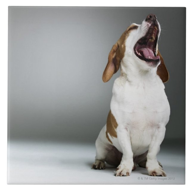 Cão misturado da raça que boceja (Frente)
