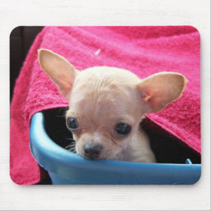 Cão Mousepad da chihuahua