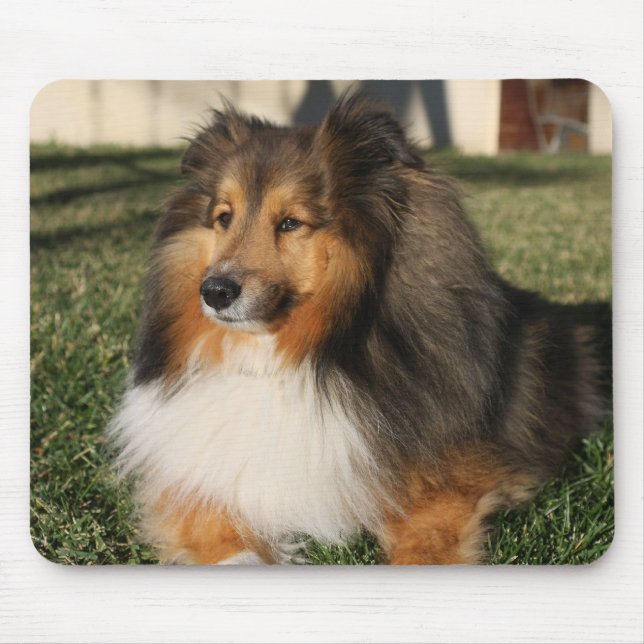 Cão Mousepad de Sheltie (Frente)