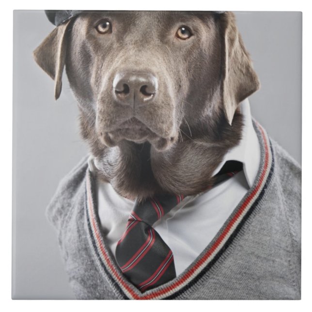 Cão na camisola e no boné (Frente)