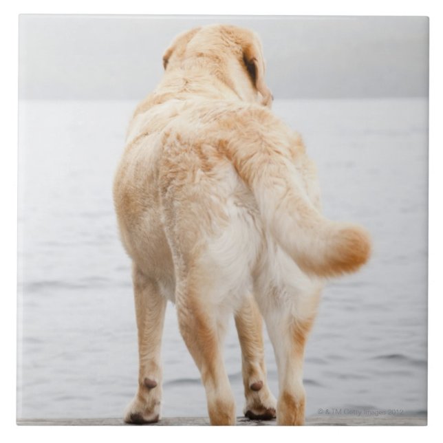 Cão na doca (Frente)