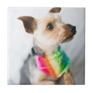Cão Orgulho gay Yorkshire Terrier