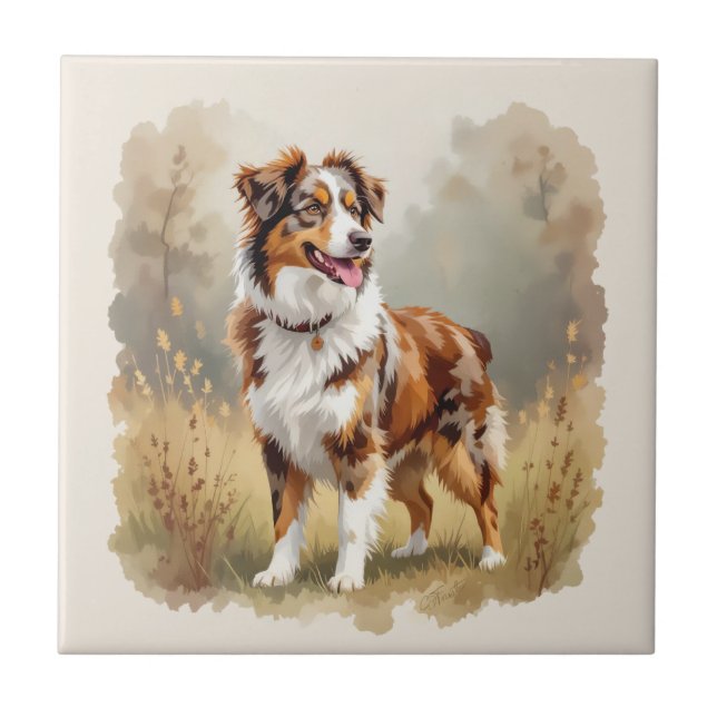 Cão Pastor Australiano Vermelho Merle Aussie (Frente)