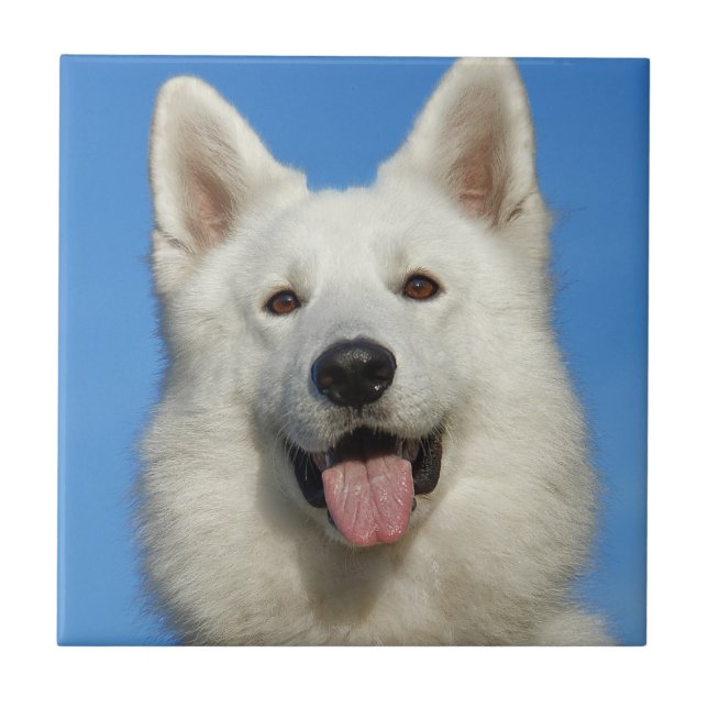 Cão Pastor Suíço (Frente)