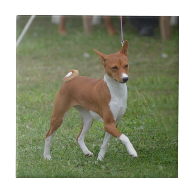 Cão Prancing de Basenji (Frente)