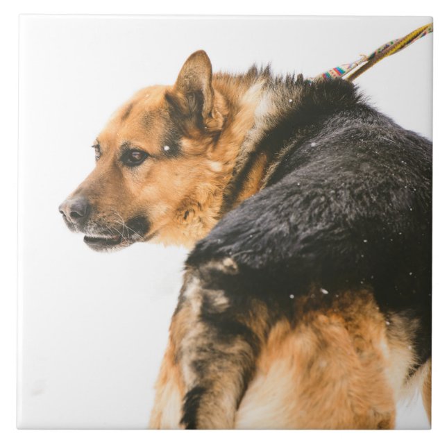 Cão preto alaranjado (Frente)