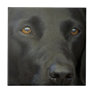 Cão preto de Labrador