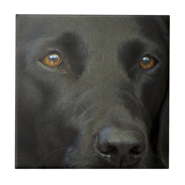 Cão preto de Labrador (Frente)