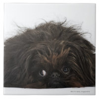 Cão preto de Pekingese que encontra-se para baixo