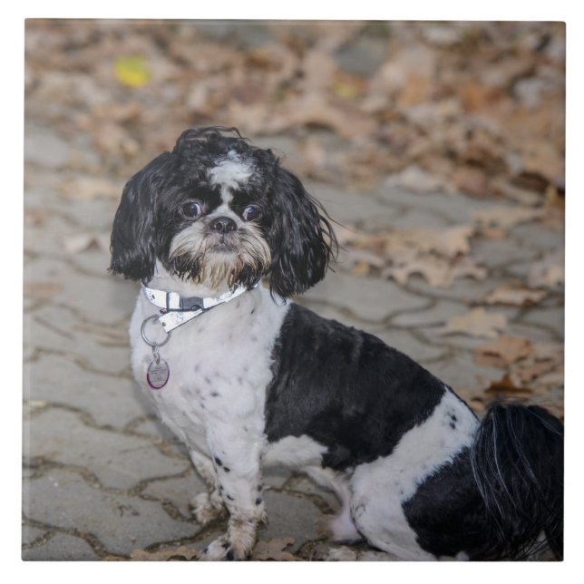 Cão preto e branco (Frente)