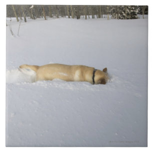 Cão que burrowing na neve