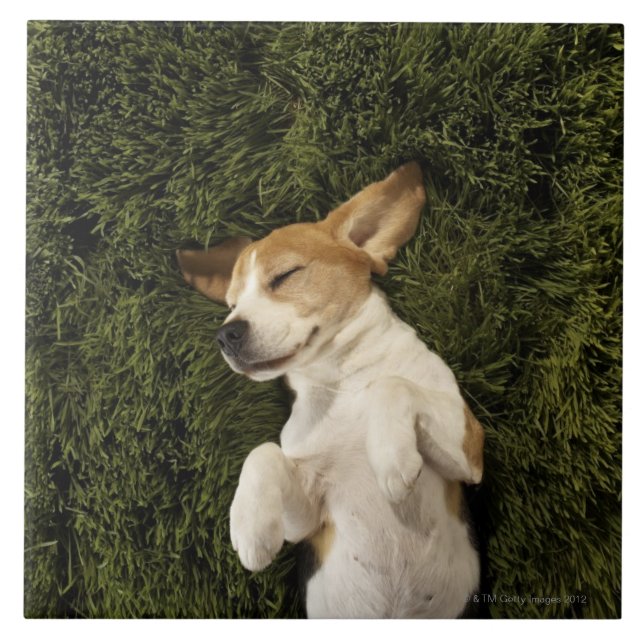 Cão que encontra-se no sono da grama (Frente)