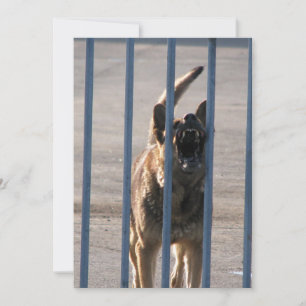Cão que ladra