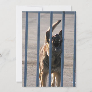 Cão que ladra