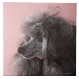 Cão que olha afastado