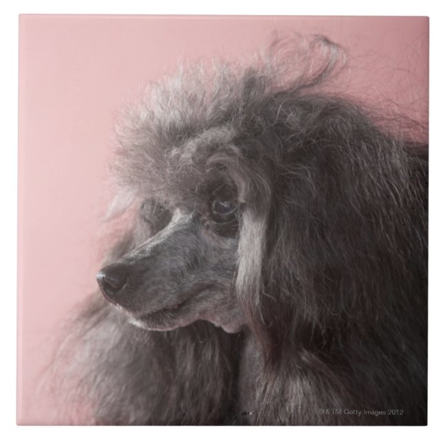 Cão que olha afastado (Frente)