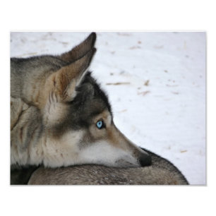 Cão ronco com foto dos olhos azuis