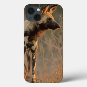 Cão Selvagem Africano (Lycaon Pictus), Kruger